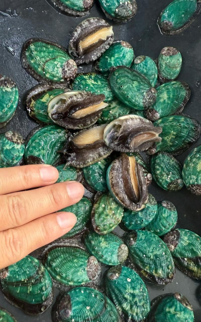 养殖鲍鱼,掌握关键技巧,实现稳定收益 养殖鲍鱼,掌握关键技巧,实现稳定收益