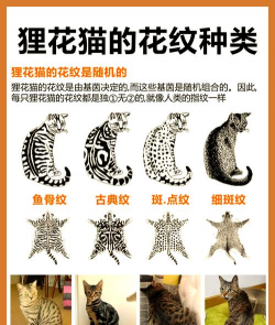 猫屎能不能养花,了解利弊,做出正确选择 猫屎能不能养花,了解利弊,做出正确选择