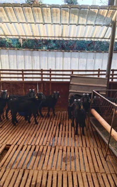 山羊养殖基地,选址要点,管理技巧 山羊养殖基地,选址要点,管理技巧