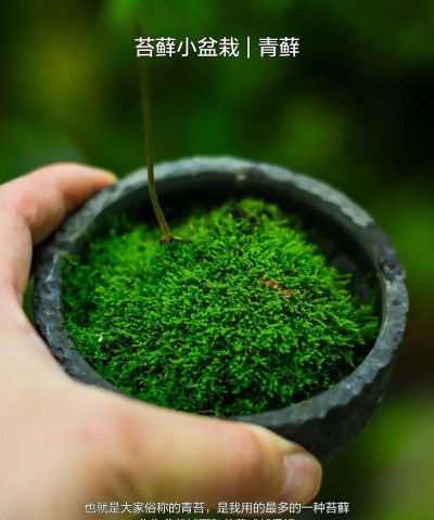 苔藓可以用来养花吗,了解实际用途,掌握正确方法 苔藓可以用来养花吗,了解实际用途,掌握正确方法