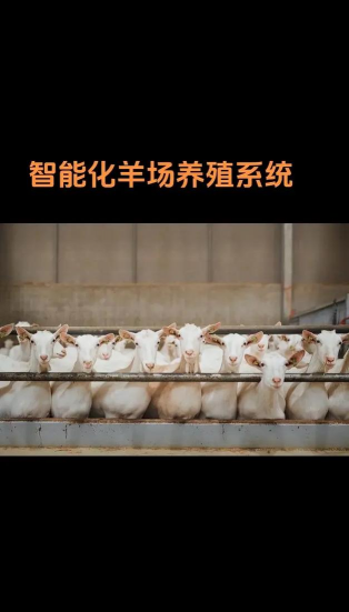 羊养殖基地,选址要点,管理技巧 羊养殖基地,选址要点,管理技巧