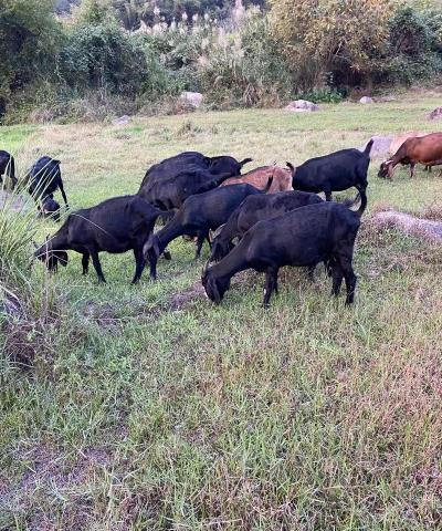 养殖羊基地,场地怎么选,管理要注意什么 养殖羊基地,场地怎么选,管理要注意什么