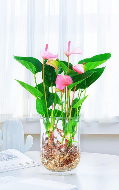 水栽花卉,轻松上手,美化家居 水栽花卉,轻松上手,美化家居