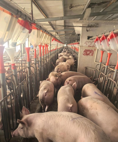 养殖母猪,提升繁殖效率,保障猪群健康 养殖母猪,提升繁殖效率,保障猪群健康