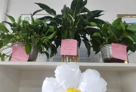 班里养花,轻松上手,美化环境 班里养花,轻松上手,美化环境