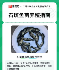 石斑鱼养殖,掌握关键技巧,提升成活率 石斑鱼养殖,掌握关键技巧,提升成活率