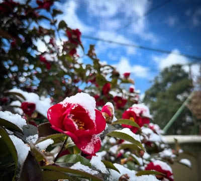 冬季开花的花卉,点亮寒冷季节,增添生活色彩 冬季开花的花卉,点亮寒冷季节,增添生活色彩