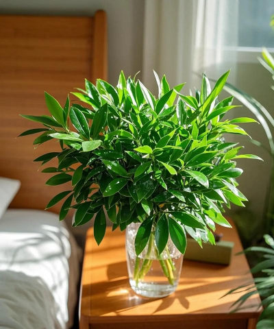 水养花盆,选对材质,轻松养花 水养花盆,选对材质,轻松养花