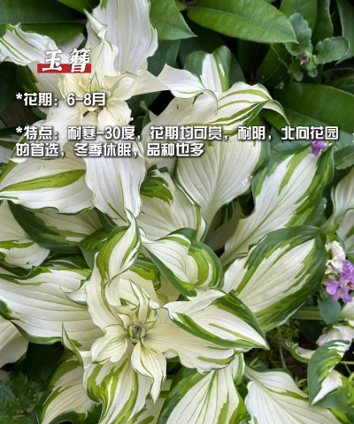 北方宿根花卉,耐寒品种推荐,庭院美化选择 北方宿根花卉,耐寒品种推荐,庭院美化选择