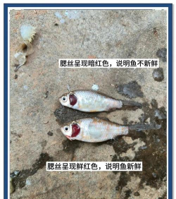 鱼虾养殖,新手入门,常见问题解答 鱼虾养殖,新手入门,常见问题解答