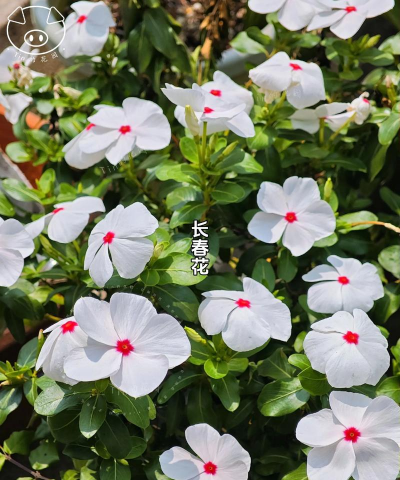 立夏养花视频,轻松学技巧,新手也能养好花 立夏养花视频,轻松学技巧,新手也能养好花