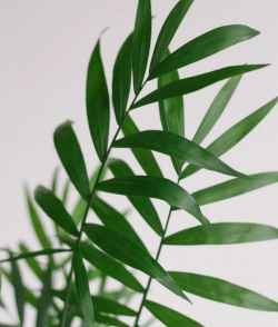 椰土养花,新手入门,轻松上手 椰土养花,新手入门,轻松上手