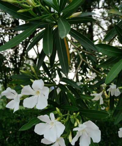 立夏养花视频,轻松上手,花开更美 立夏养花视频,轻松上手,花开更美