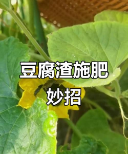 豆渣发酵养花,提升土壤肥力,促进植物生长 豆渣发酵养花,提升土壤肥力,促进植物生长