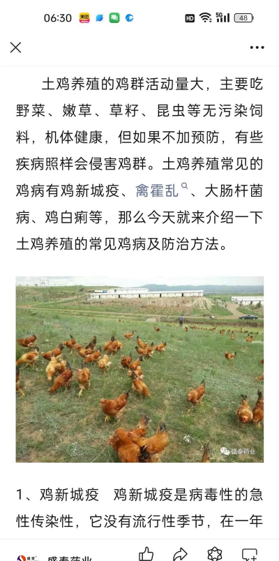 鸡苗养殖,新手入门,常见问题解答 鸡苗养殖,新手入门,常见问题解答