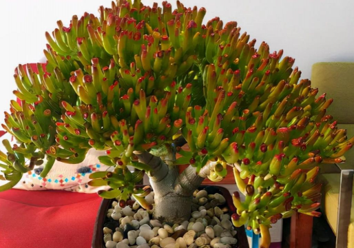 客厅养花图片,美化家居空间,提升生活品质 客厅养花图片,美化家居空间,提升生活品质