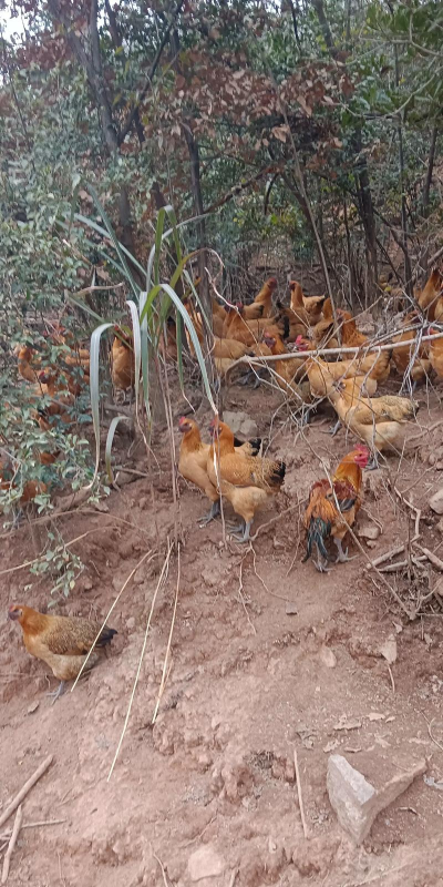土鸡养殖基地,选址很关键,管理要跟上 土鸡养殖基地,选址很关键,管理要跟上