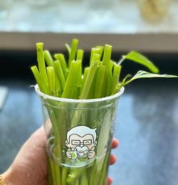 奶茶杯养花,废物利用,创意种植 奶茶杯养花,废物利用,创意种植