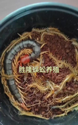 养殖蜈蚣,掌握核心方法,实现稳定增收 养殖蜈蚣,掌握核心方法,实现稳定增收