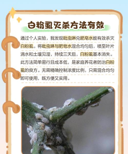 养花长虫怎么处理,常见虫害识别,快速解决妙招 养花长虫怎么处理,常见虫害识别,快速解决妙招