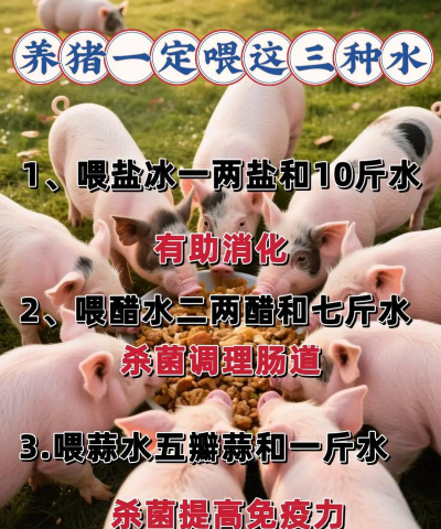 猪的养殖,掌握关键技巧,提升养殖效益 猪的养殖,掌握关键技巧,提升养殖效益