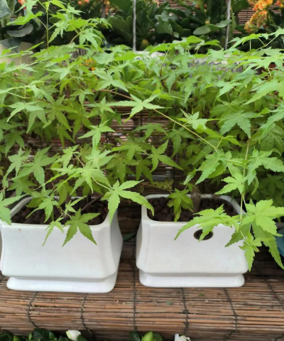 银川花卉市场,品种丰富多样,价格实惠亲民 银川花卉市场,品种丰富多样,价格实惠亲民