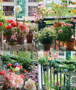 春播花卉,选对品种,轻松打造花园 春播花卉,选对品种,轻松打造花园