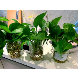 养殖绿萝,轻松上手,美化家居环境 养殖绿萝,轻松上手,美化家居环境