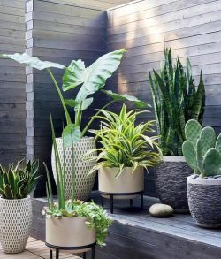 实用家庭养花入门,轻松上手,享受园艺乐趣 实用家庭养花入门,轻松上手,享受园艺乐趣