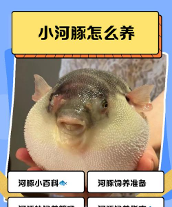 河豚养殖,技术要点,风险控制 河豚养殖,技术要点,风险控制