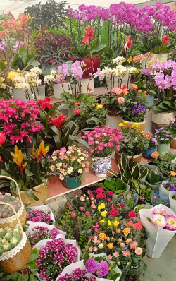 植物园花卉市场,选购鲜花绿植,享受自然乐趣 植物园花卉市场,选购鲜花绿植,享受自然乐趣