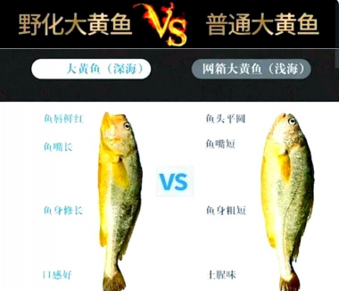 黄鱼养殖,技术要点,常见问题 黄鱼养殖,技术要点,常见问题