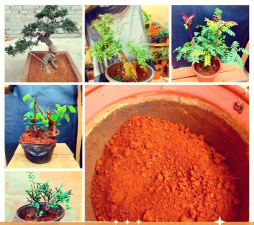 红土养花好吗,了解土壤特性,掌握正确用法 红土养花好吗,了解土壤特性,掌握正确用法