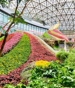 昆明花卉展,赏花好去处,体验春城魅力 昆明花卉展,赏花好去处,体验春城魅力