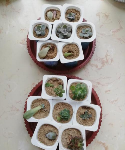 过期酸奶养花,废物利用,植物更健康 过期酸奶养花,废物利用,植物更健康