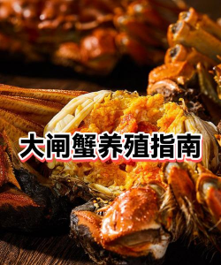 螃蟹养殖基地,选址要点,管理技巧 螃蟹养殖基地,选址要点,管理技巧