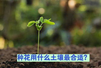 黄土养花好吗,土壤特性分析,植物适应建议 黄土养花好吗,土壤特性分析,植物适应建议
