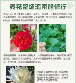 木地板养花,常见问题解答,实用技巧分享 木地板养花,常见问题解答,实用技巧分享