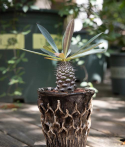 块根花卉,养护要点,新手入门指南 块根花卉,养护要点,新手入门指南