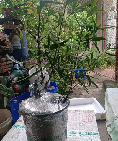 柳树叶养花,天然肥料,简单好用 柳树叶养花,天然肥料,简单好用