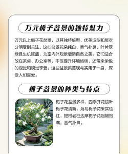 盆景花卉价格,影响因素多,选购有技巧 盆景花卉价格,影响因素多,选购有技巧