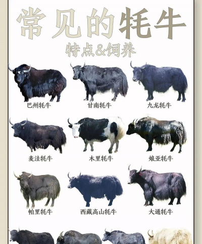 水牛养殖,常见问题解答,实用经验分享 水牛养殖,常见问题解答,实用经验分享