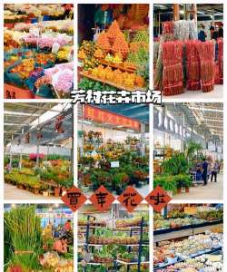 滘口花卉市场,买花好去处,品种多价格实惠 滘口花卉市场,买花好去处,品种多价格实惠