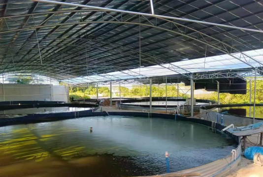 鲈鱼养殖基地,选址要点,管理技巧 鲈鱼养殖基地,选址要点,管理技巧