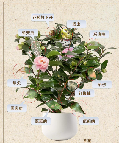 茶花养殖,新手入门,常见问题解答 茶花养殖,新手入门,常见问题解答