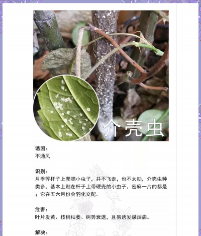 养花治慝虫,常见问题解析,实用方法分享 养花治慝虫,常见问题解析,实用方法分享