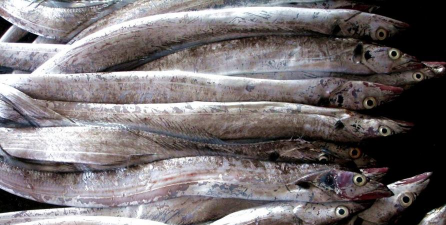 带鱼养殖,技术要点,市场前景 带鱼养殖,技术要点,市场前景