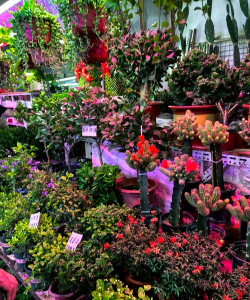 玉泉营花卉市场,买花好去处,品种多价格实惠 玉泉营花卉市场,买花好去处,品种多价格实惠