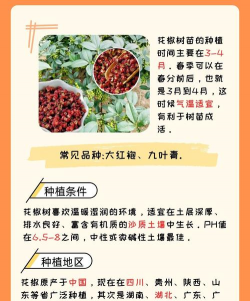 家养花椒树,种植技巧,日常养护要点 家养花椒树,种植技巧,日常养护要点