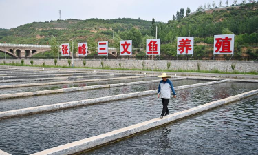 养殖三文鱼,市场前景如何,技术要点在哪 养殖三文鱼,市场前景如何,技术要点在哪